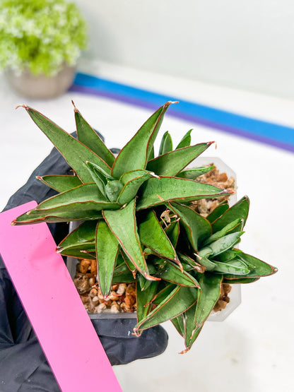 Sansevieria Baby Yoda (#) | Imported Plants | Rare Hybrid Species