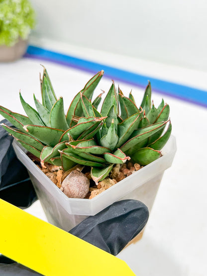 Sansevieria Baby Yoda (#) | Imported Plants | Rare Hybrid Species