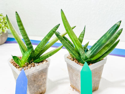 Rare Collections (#G3A) | Plant names in description. Msg for more photos.