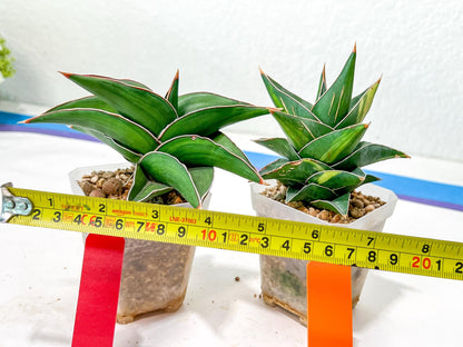 Rare Collections (#G3A) | Plant names in description. Msg for more photos.