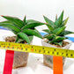 Rare Collections (#G3A) | Plant names in description. Msg for more photos.