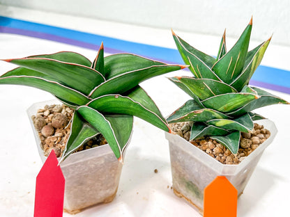 Rare Collections (#G3A) | Plant names in description. Msg for more photos.