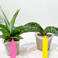 Rare Collections (#G3B) | Plant names in description. Msg for more photos.