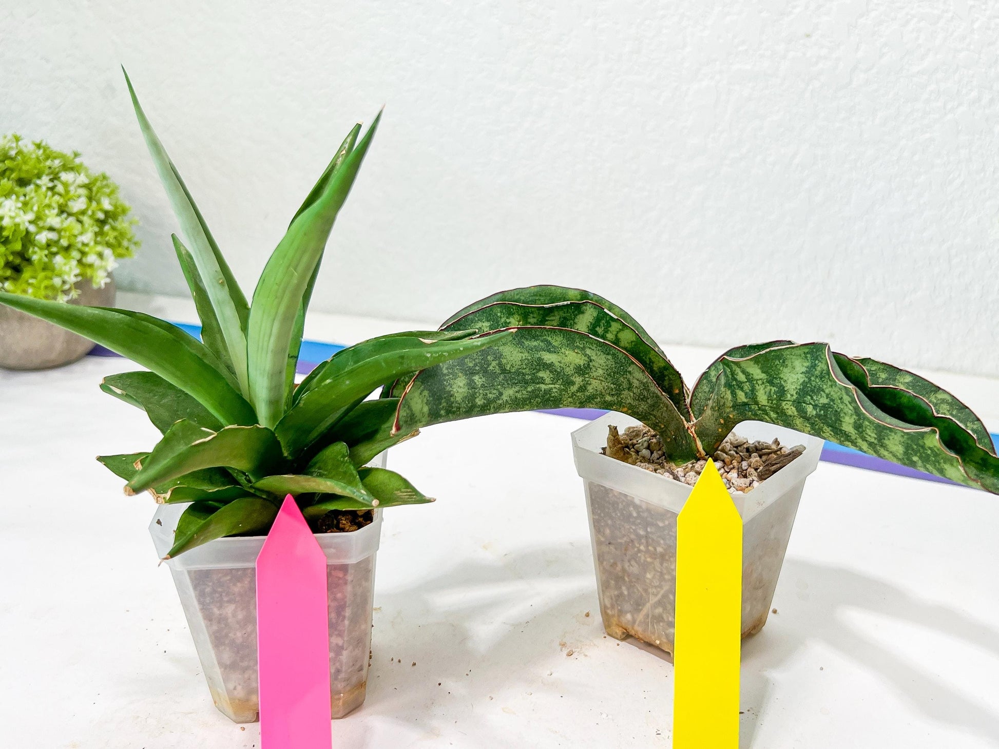 Rare Collections (#G3B) | Plant names in description. Msg for more photos.