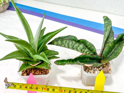 Rare Collections (#G3B) | Plant names in description. Msg for more photos.