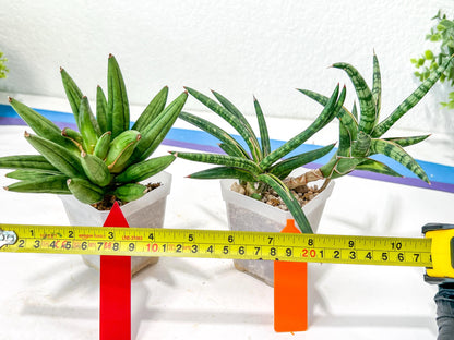 Rare Collections (#G3B) | Plant names in description. Msg for more photos.