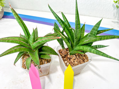 Rare Collections (#G6A) | Plant names in description. Msg for more photos.