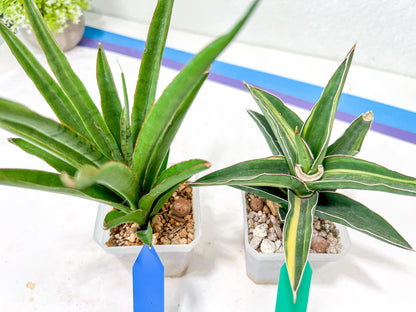 Rare Collections (#G6A) | Plant names in description. Msg for more photos.