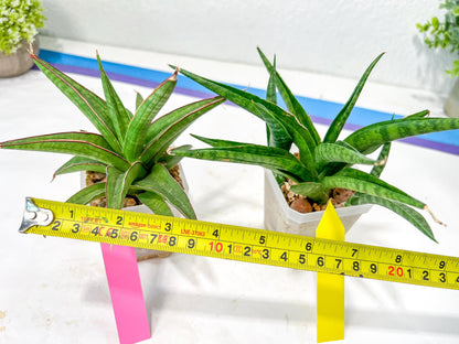 Rare Collections (#G6A) | Plant names in description. Msg for more photos.