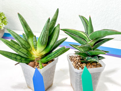 Rare Collections (#G6B) | Imported Plants | Rare Hybrid Species