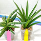 Rare Collections (#G6B) | Plant names in description. Msg for more photos.