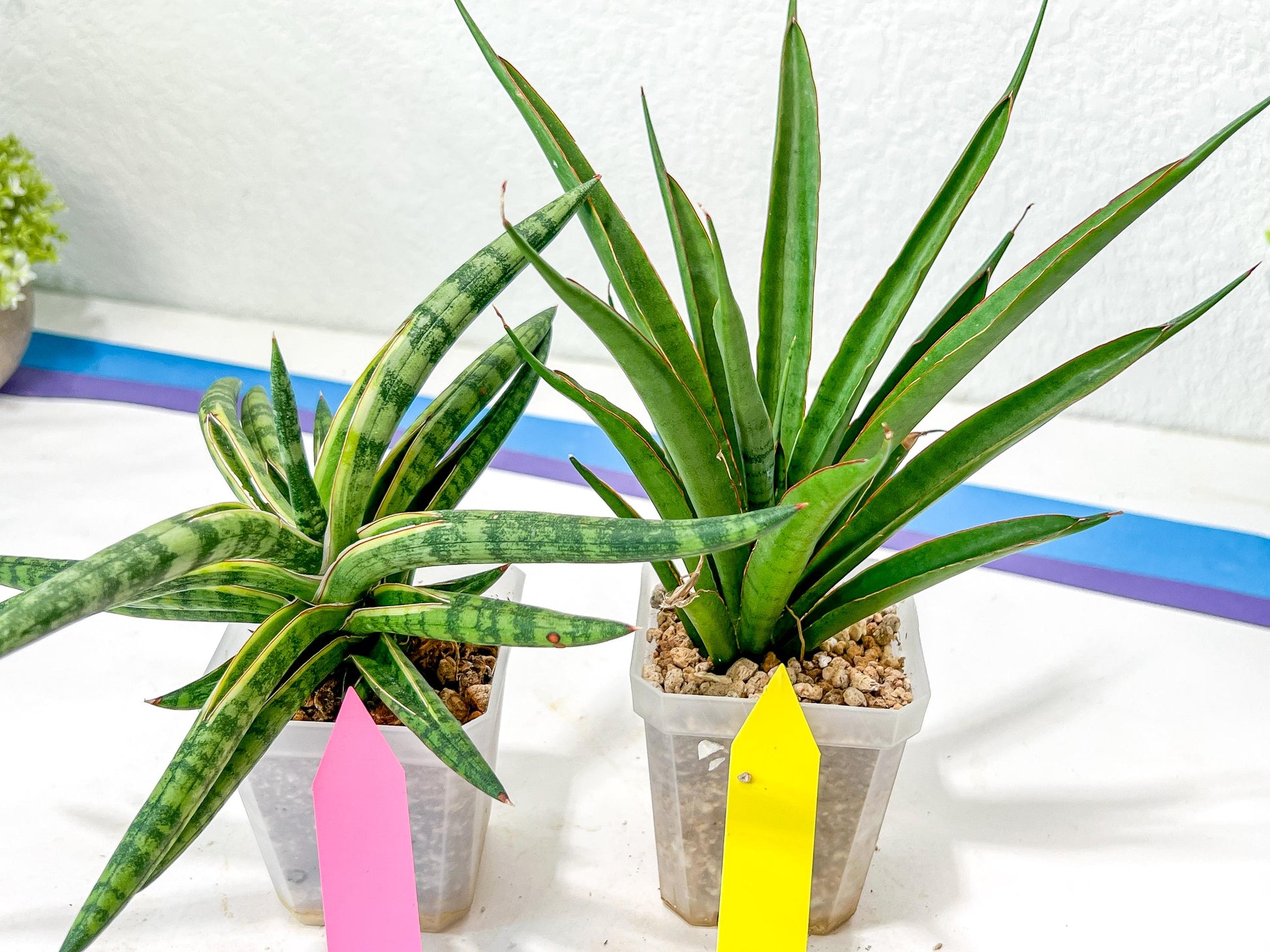 Rare Collections (#G6B) | Plant names in description. Msg for more photos.