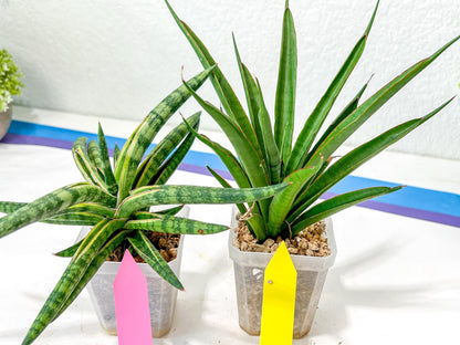 Rare Collections (#G6B) | Imported Plants | Rare Hybrid Species