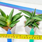 Rare Collections (#G6B) | Imported Plants | Rare Hybrid Species