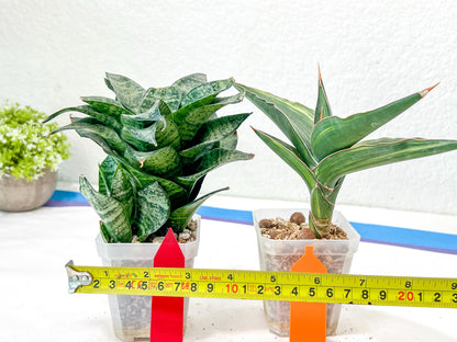 Rare Collections (#G6B) | Imported Plants | Rare Hybrid Species