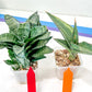 Rare Collections (#G6B) | Plant names in description. Msg for more photos.
