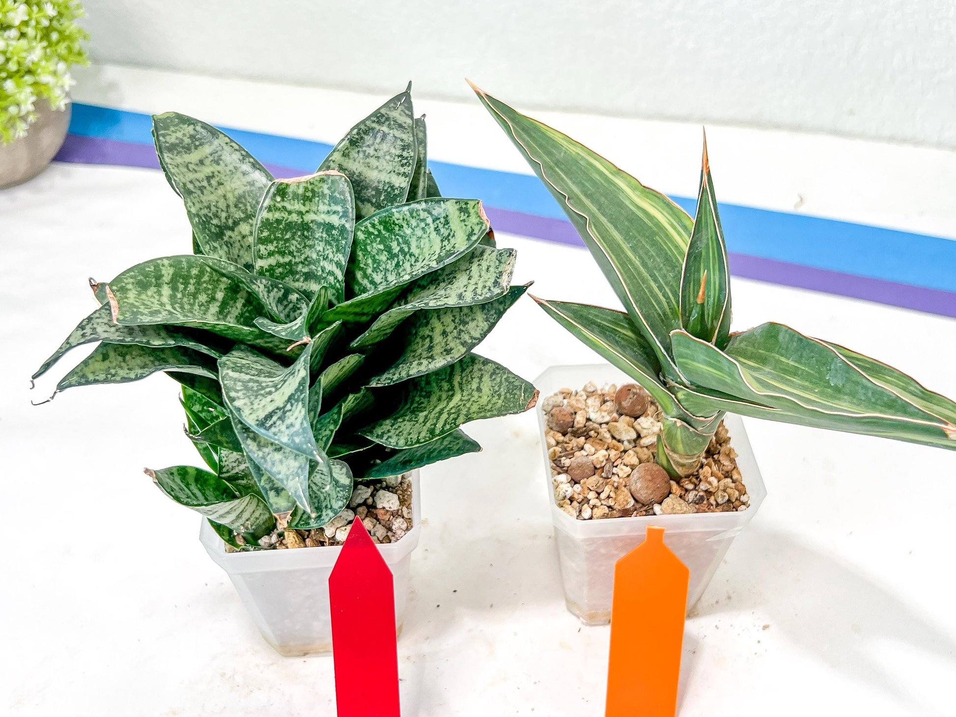 Rare Collections (#G6B) | Plant names in description. Msg for more photos.