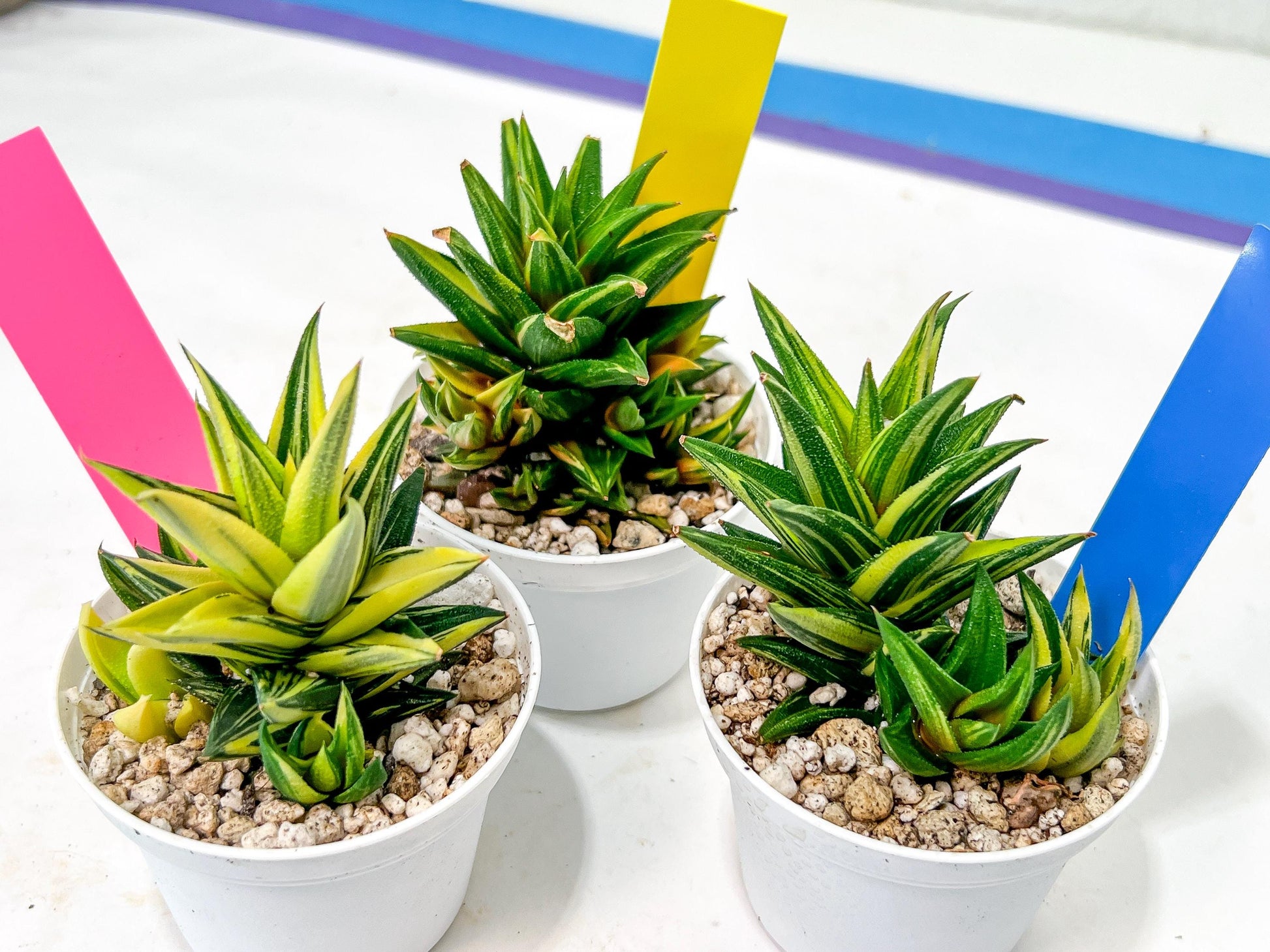 Haworthiopsis Glabrata | Impored Haworthia | Rare Haworthia