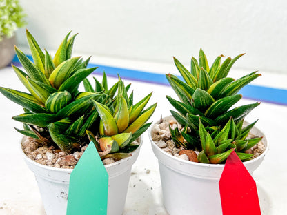 Haworthiopsis Glabrata | Impored Haworthia | Rare Haworthia