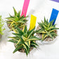 Haworthia Limifolia Hybrid Var | Impored Haworthia | Rare Haworthia