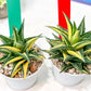 Haworthia Limifolia Hybrid Var | Impored Haworthia | Rare Haworthia