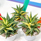 Haworthia Limifolia Hybrid Var | Impored Haworthia | Rare Haworthia