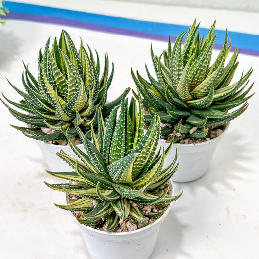 Haworthia Pumila Var Aurea | Impored Haworthia | Rare Haworthia