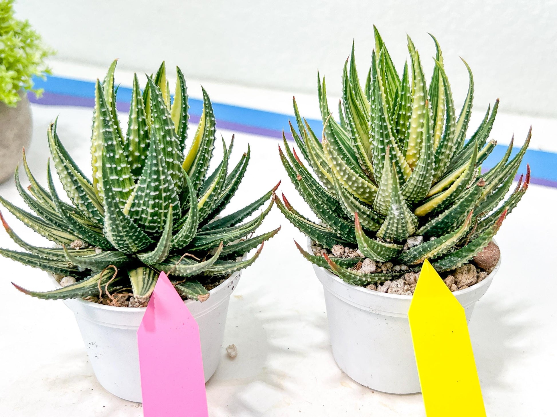 Haworthia Pumila Var Aurea | Impored Haworthia | Rare Haworthia
