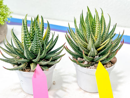 Haworthia Pumila Var Aurea | Impored Haworthia | Rare Haworthia