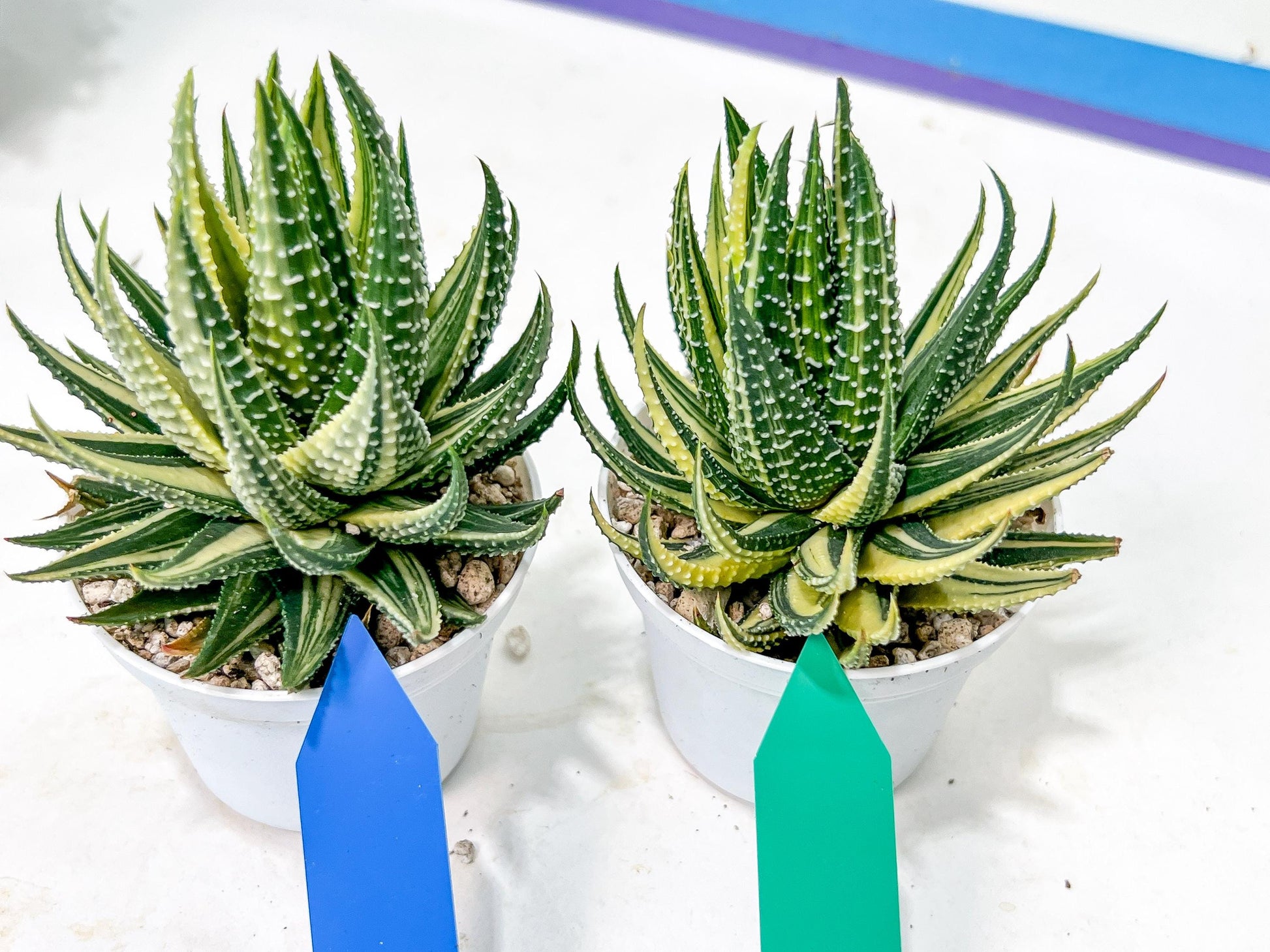Haworthia Pumila Var Aurea | Impored Haworthia | Rare Haworthia