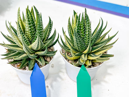 Haworthia Pumila Var Aurea | Impored Haworthia | Rare Haworthia