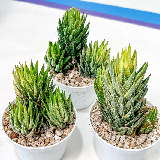 Haworthia Reinwardtii Var | Impored Haworthia | Rare Plants