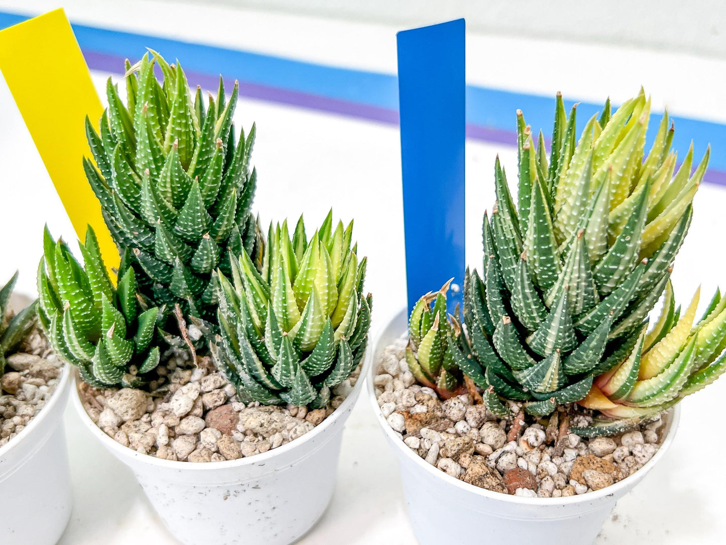 Haworthia Reinwardtii Var | Impored Haworthia | Rare Plants