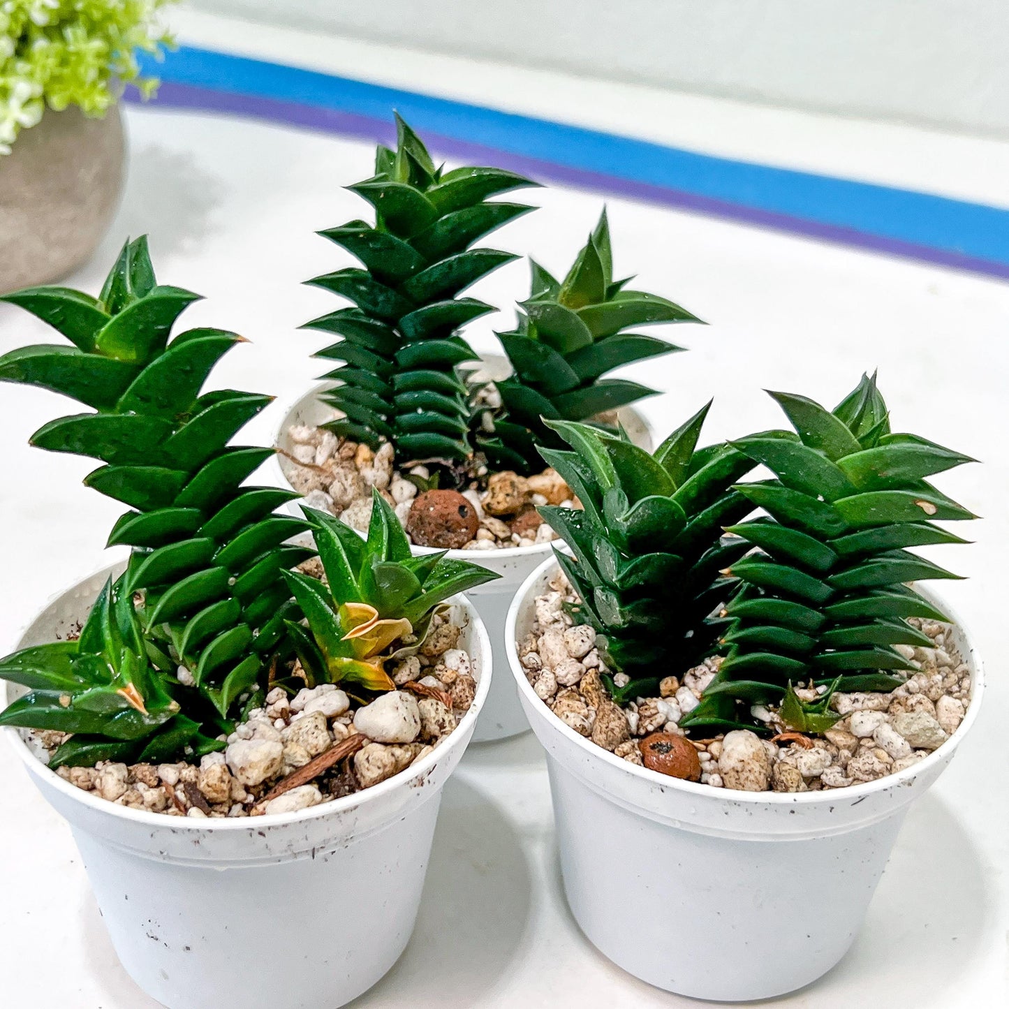 Haworthiopsis viscosa | Impored Haworthia | Rare Plants