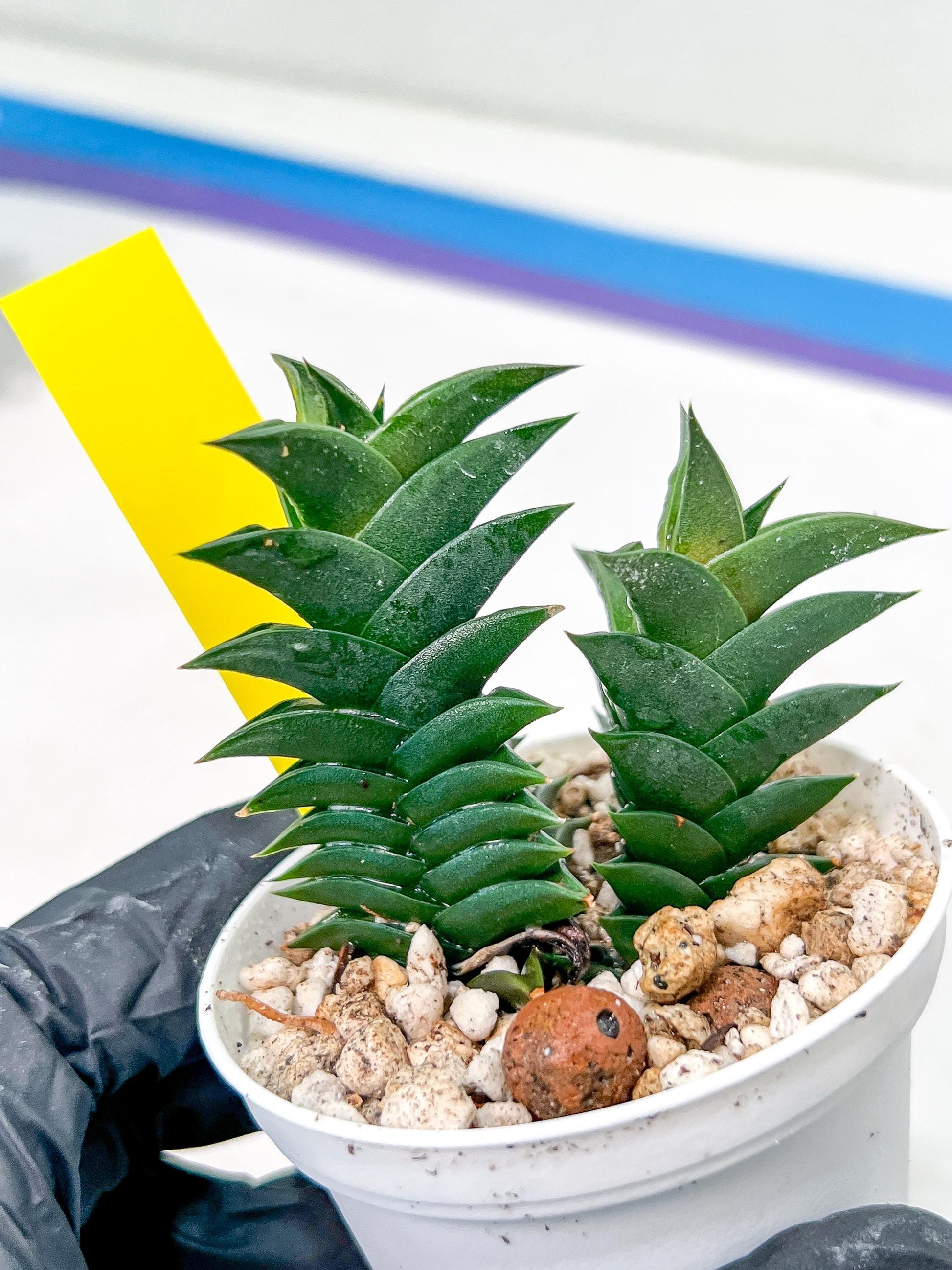 Haworthiopsis viscosa | Impored Haworthia | Rare Plants