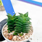 Haworthiopsis viscosa | Impored Haworthia | Rare Plants