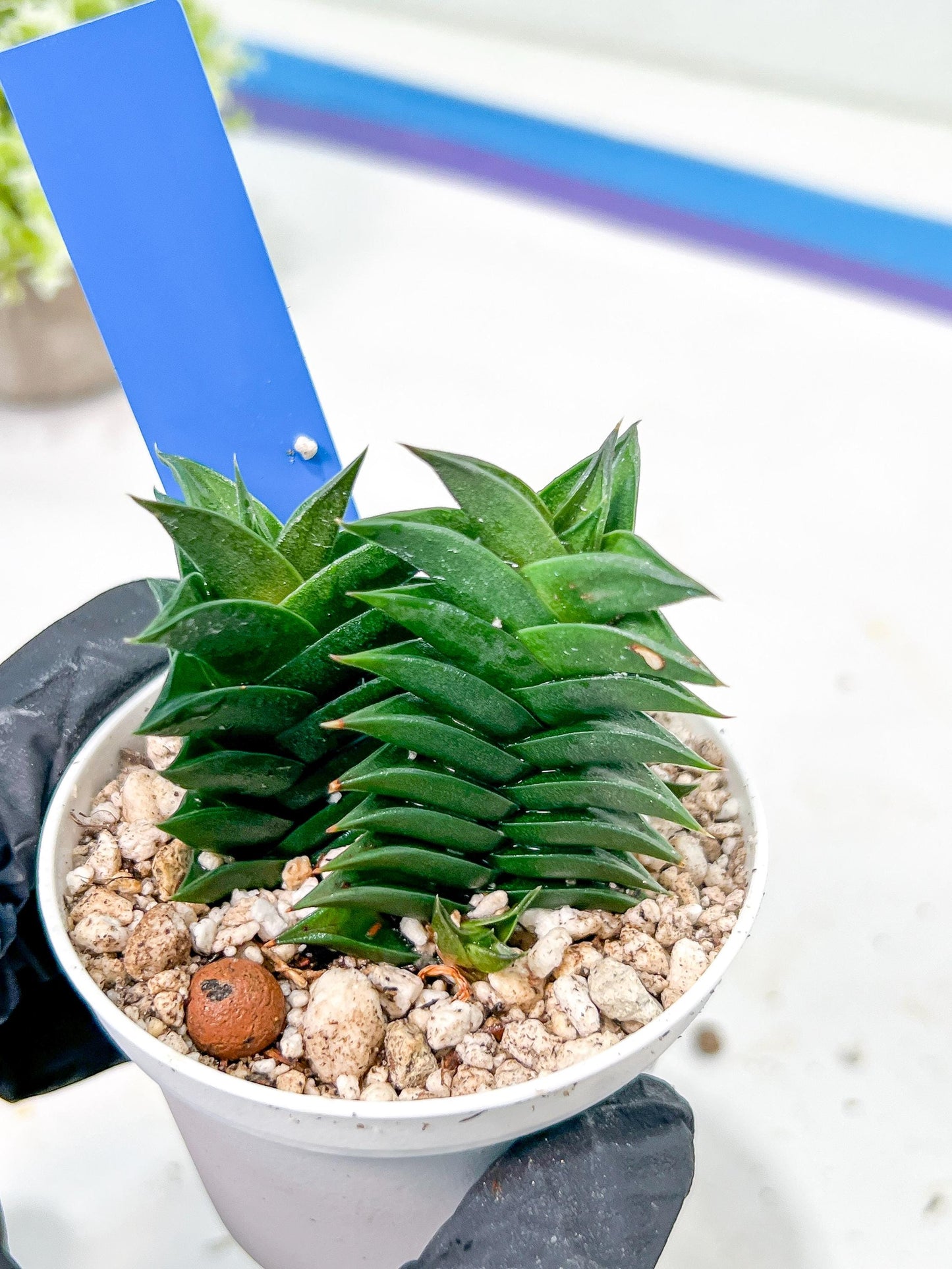 Haworthiopsis viscosa | Impored Haworthia | Rare Plants