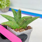 Sansevieria Supper Chubby (AC59) | Imported Snake Plants
