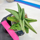 Sansevieria Supper Chubby (AC59) | Imported Snake Plants