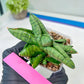 sansevieria Pum Pui (AC60) | Rare Snake Plant