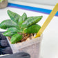 sansevieria Pum Pui (AC60) | Rare Snake Plant