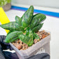 sansevieria Pum Pui (AC60) | Rare Snake Plant
