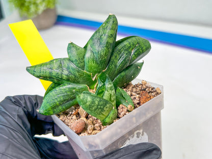 sansevieria Pum Pui (AC60) | Rare Snake Plant