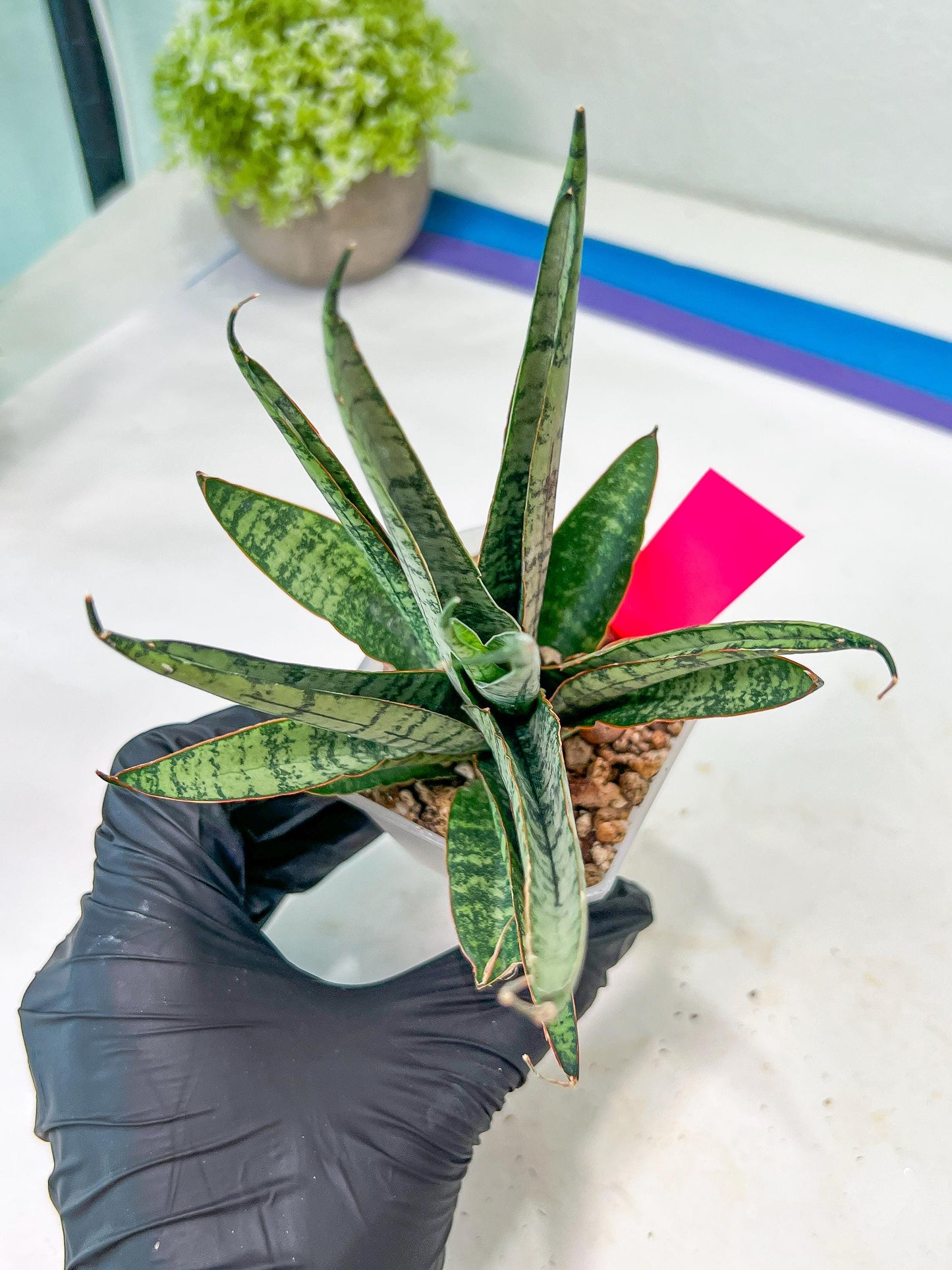 sansevieria Sweet Celery (AC62) | Rare Snake Plant