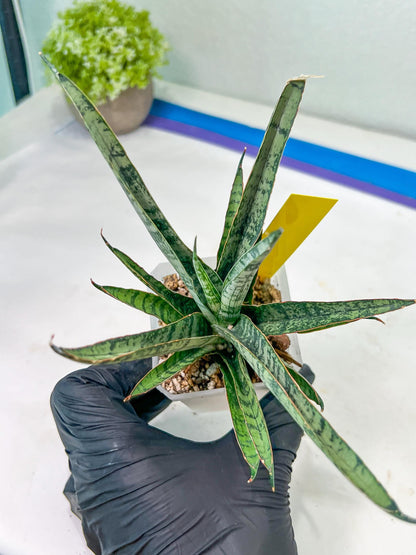 sansevieria Sweet Celery (AC62) | Rare Snake Plant