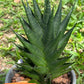 Sansevieria Boi Boi (AC63) | Imported Snake Plant