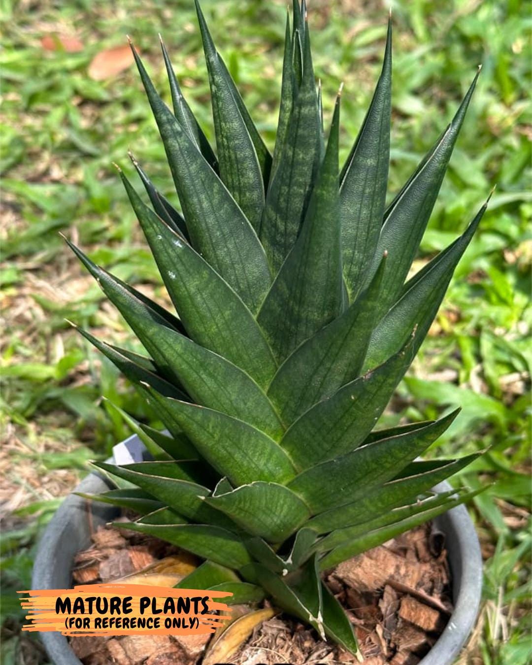 Sansevieria Boi Boi (ca3) (2) | Rare Import