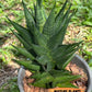 Sansevieria Boi Boi (AC63) | Imported Snake Plant