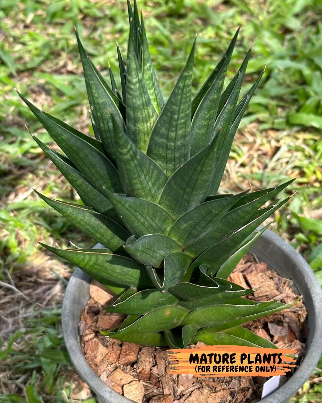 Sansevieria Boi Boi (ca3) (2) | Rare Import