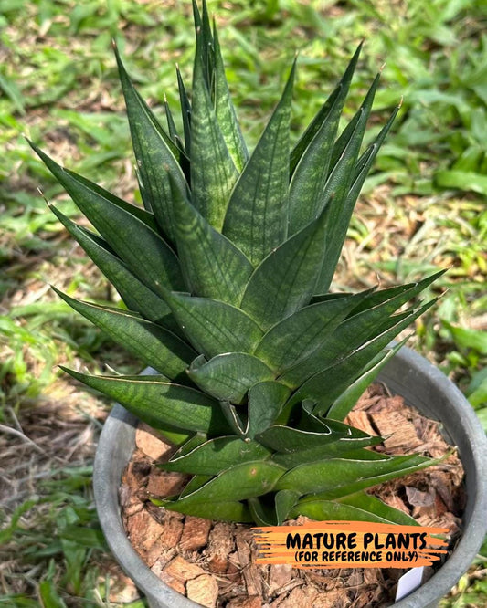 Sansevieria Boi Boi (ca3) (2) | Rare Import